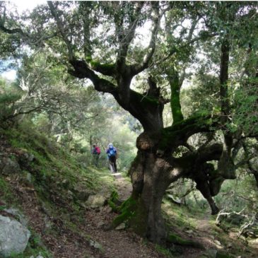 Domenica 06 maggio 2018 – Serpeddì – Foresta Musui – Tuviois