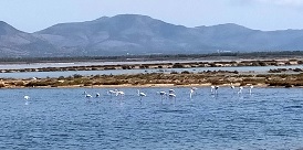 Domenica 08 Novembre 2020 – Saline di Sant’Antioco, S.G.Suergiu, Giba