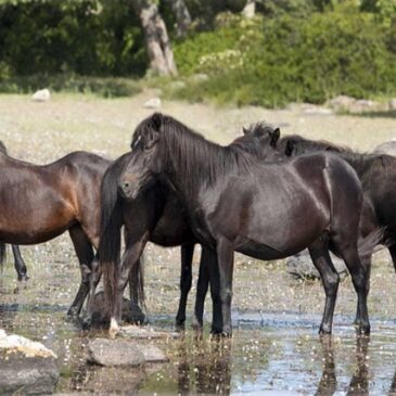 Domenica 19 Ottobre 2025 – Bruncu Suergiu