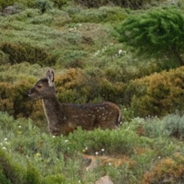 Domenica 16 Novembre 2025 – Genna Eidadi