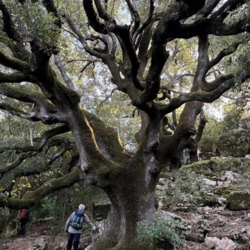 Domenica 18 Gennaio 2026 – Tacchi di Ulassai