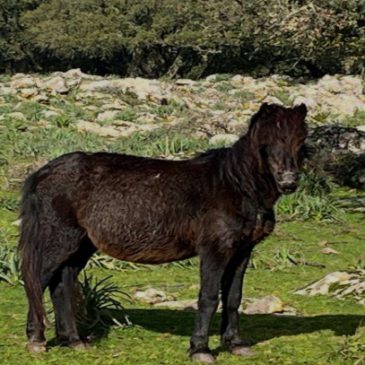 Domenica 08 Marzo 2026 Giara di Gesturi – Sa Jara Manna