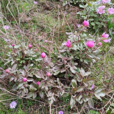 Domenica 29 Marzo 2026 Correxerbu – Valico Monte Tratzalis