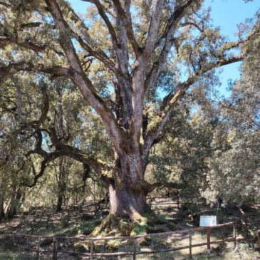 Domenica 03 Maggio 2025 – S’Ilixi ‘e Canali di Seui